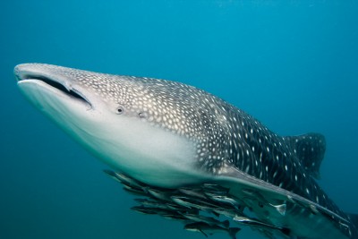 Underwater, Whale Shark