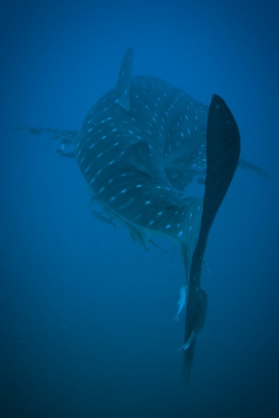 Underwater, Whale Shark