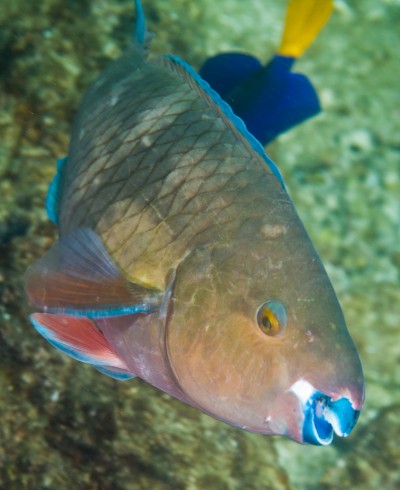 Underwater, persian parrotfish