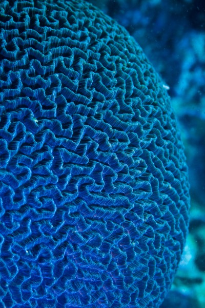 Underwater, brain corals