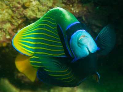 Underwater, emperor angelfish