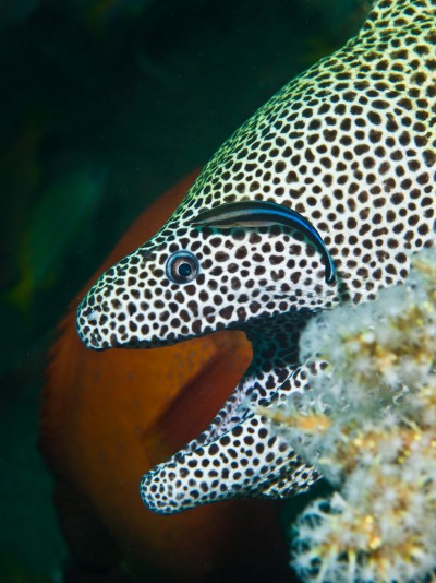 Underwater, laced moray