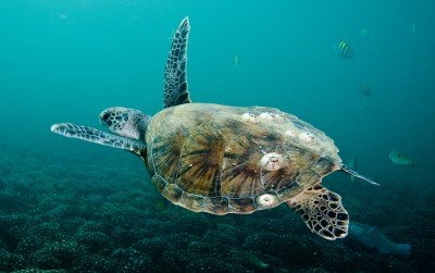 Underwater, turtle