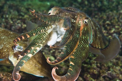 Underwater, cuttlefish