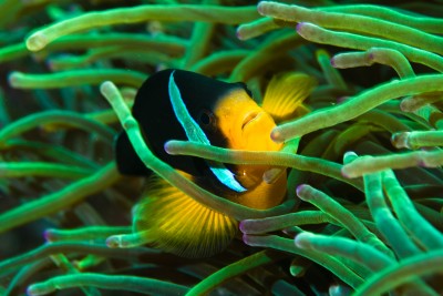 Underwater, clownfish
