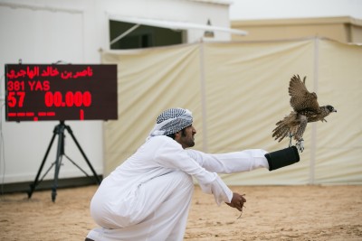 falcon competition