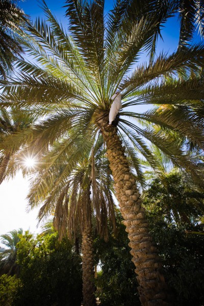 date palm farmer